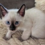 Savannah-F-6SBT-Snow-male-Kitten-b
