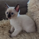 Savannah-F-6SBT-Snow-male-Kitten-c
