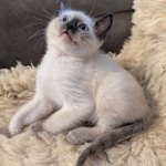 Savannah-F-6SBT-Snow-male-Kitten