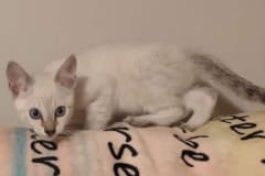 Savannah F-6SBT Snow Male DOB 5/27/25