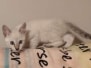 Savannah F-6SBT Snow Male DOB 5/27/25