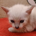 Savannah-Kitten-Snow-1