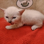 Savannah-Kitten-Snow-2
