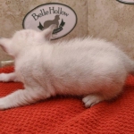 Savannah-Kitten-Snow-3