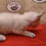 Savannah-Kitten-Snow-4