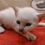 Savannah-Kitten-Snow-5