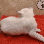 Savannah-Kitten-Snow-6