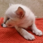 Savannah-Kitten-Snow-7