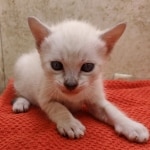 Savannah-Kitten-Snow-8