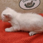 Savannah-Kitten-Snow