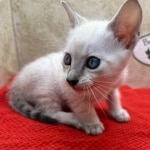 Savannah-snow-male-F-6SBT-kitten-a