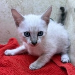 Savannah-snow-male-F-6SBT-kitten-b