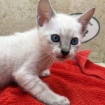 Savannah-snow-male-F-6SBT-kitten-c