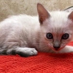 Savannah-snow-male-F-6SBT-kitten