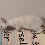 Snow-male-savannah-kitten-a