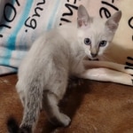 Snow-male-savannah-kitten-b