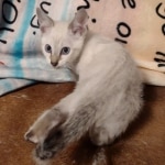 Snow-male-savannah-kitten-c