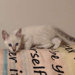 Snow-male-savannah-kitten