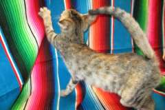 Zombie, Savannah, F-7B, Bi-Color female DOB 6-8-17