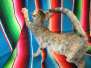 Zombie, Savannah, F-7B, Bi-Color female DOB 6-8-17