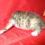 Savannah, F-7B, Bi-Color, Female, DOB 6-8-17