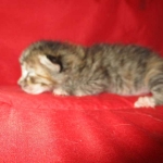 Savannah, F-7B, Bi-Color, Female, DOB 6-8-17