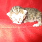 Savannah, F-7B, Bi-Color, Female, DOB 6-8-17