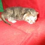 Savannah, F-7B, Bi-Color, Female, DOB 6-8-17