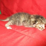 Savannah, F-7B, Bi-Color, Female, DOB 6-8-17