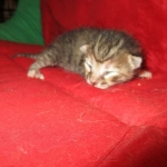 Savannah, F-7B, Bi-Color, Female, DOB 6-8-17