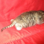 Savannah, F-7B, Bi-Color, Female, DOB 6-8-17