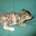 Savannah, F-7B, Bi-Color, Female, DOB 6-8-17