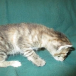 Savannah, F-7B, Bi-Color, Female, DOB 6-8-17