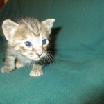 Savannah, F-7B, Bi-Color, Female, DOB 6-8-17