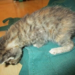 Savannah, F-7B, Bi-Color, Female, DOB 6-8-17