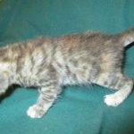 Savannah, F-7B, Bi-Color, Female, DOB 6-8-170