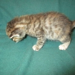 Savannah, F-7B, Bi-Color, Female, DOB 6-8-17