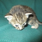 Savannah, F-7B, Bi-Color, Female, DOB 6-8-17