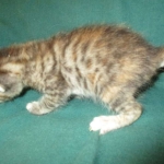 Savannah, F-7B, Bi-Color, Female, DOB 6-8-17