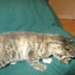 Savannah, F-7B, Bi-Color, Female, DOB 6-8-17