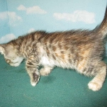 Savannah, F-7B, Bi-Color, Female, DOB 6-8-17