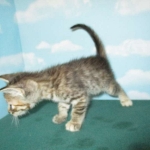 Savannah, F-7B, Bi-Color, Female, DOB 6-8-17