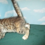 Savannah, F-7B, Bi-Color, Female, DOB 6-8-17