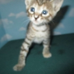 Savannah, F-7B, Bi-Color, Female, DOB 6-8-17