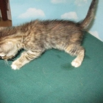 Savannah, F-7B, Bi-Color, Female, DOB 6-8-17