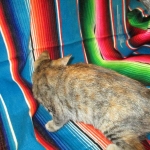 Savannah, F-7B, Bi-Color, Female, DOB 6-8-17