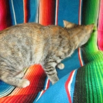 Savannah, F-7B, Bi-Color, Female, DOB 6-8-17