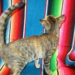 Savannah, F-7B, Bi-Color, Female, DOB 6-8-17