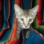 Savannah, F-7B, Bi-Color, Female, DOB 6-8-17