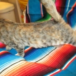 Savannah, F-7B, Bi-Color, Female, DOB 6-8-17